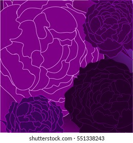 purple peonies