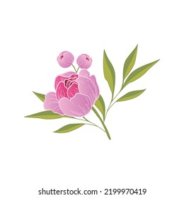 Purple peony flower with buds and green leaves vector hand drawn illustration isolated on white.