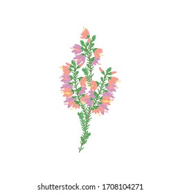 Purple and pink heather flowers or Calluna isolated on white background. Romantic flower in hand drawn style for icon, logo, card, symbol, invitation, wedding design.   