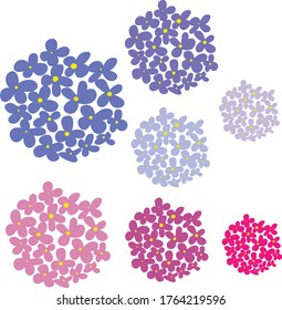 flores de hidrangea púrpura y rosa aisladas en fondo blanco