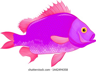 purple pink sea bass fish