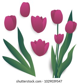 purple pink Tulip Flower isolated on white background,plants and nature vector illustration,gradient style