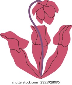 Purple Pitcher Plant carnivorous plant vector illustration in isolated white background