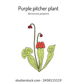 Purple pitcher plant, or turtle socks (Sarracenia purpurea), medicinal carnivorous plant. Hand drawn botanical vector illustration