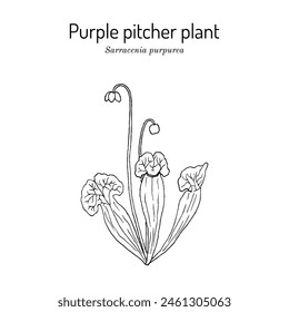 Purple pitcher plant, or turtle socks (Sarracenia purpurea), medicinal carnivorous plant. Hand drawn botanical vector illustration