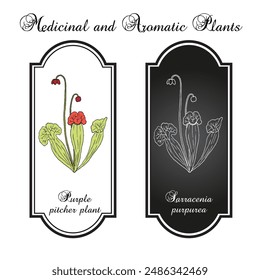 Purple pitcher plant, or turtle socks (Sarracenia purpurea), medicinal carnivorous plant. Hand drawn botanical vector illustration