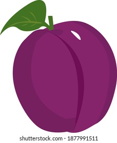 Purple plum, illustration, vector on white background