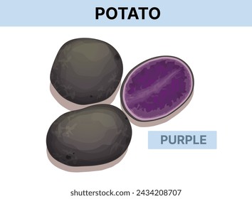 Purple potato. Vector illustration isolated on white. 