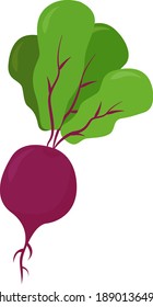 Purple radish, illustration, vector on white background