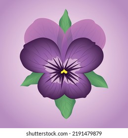 Purple realistic pansy. Tender spring flower.