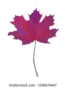 Purple red autumn fallen maple leaf.