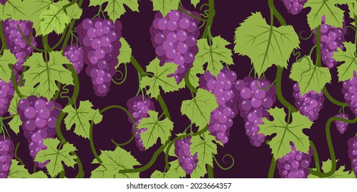 Purple red grape bunches on the vine. Branches with berries on a dense bush. On dark background. Young vineyard. Sweet autumn harvest. Seamless horizontal composition. Vector