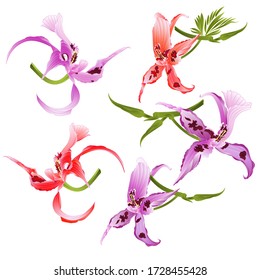 Purple and red orchids Dendrobium nobile spotted  purple  and white and red  tropical flowers set  on a white background  watercolor vintage vector illustration  editable hand draw 