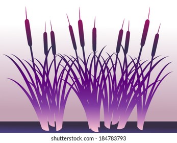 purple reeds on pink background