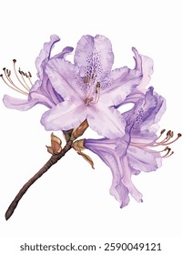Purple Rhododendron Flower vector Illustration - Delicate Watercolor Botanical Art