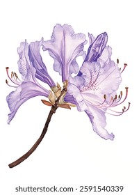 Purple Rhododendron Flower vector Illustration - Delicate Watercolor Botanical Art