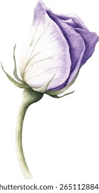 Roxo Rose Bud ilustração vetor aquarela