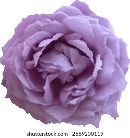 purple rose flower blooming vector24
