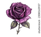 Purple Rose Flower Illustration Vector