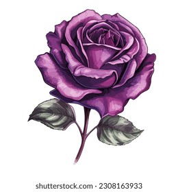 Purple Rose Flower Illustration Vector