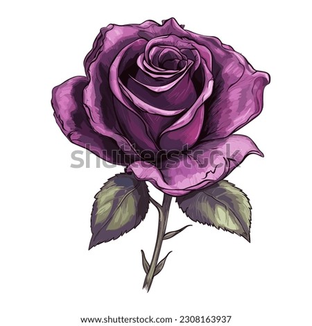 Purple Rose Flower Illustration Vector