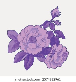 Purple rose flower sticker, isolated element. Purple floral plant vector element. Vintage purple botanical flower art drawing illustration, old painting art print of purple flower.