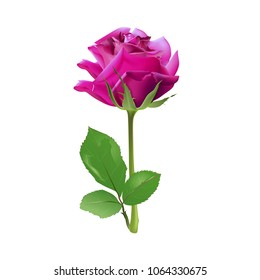 Purple Rose isolated over white background, vector illustration