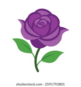 Purple rose on white background