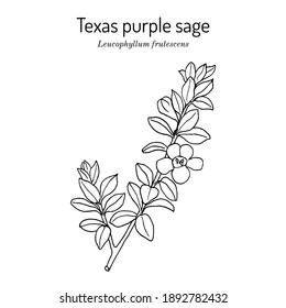Purple Sage (Leucophyllum frutescens)