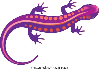 Purple Salamander - Vector Illustration