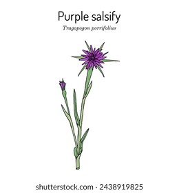 Purple salsify (Tragopogon porrifolius), edible and medicinal plant. Hand drawn botanical vector illustration