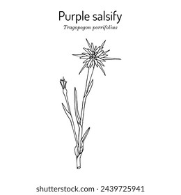 Purple salsify (Tragopogon porrifolius), edible and medicinal plant. Hand drawn botanical vector illustration