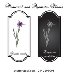 Purple salsify (Tragopogon porrifolius), edible and medicinal plant. Hand drawn botanical vector illustration