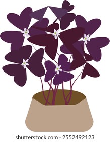 Purple shamrock is an ornamental plant.