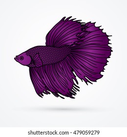 Purple Siamese Fighter Fish Graphic Vector.