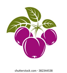 Purple simple vector plum with green leaves, ripe sweet fruits illustration. Healthy and organic food, harvest season symbol. 