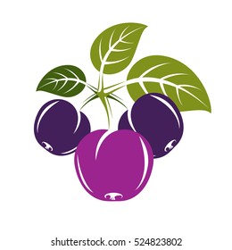 Purple simple vector plum with green leaves, ripe sweet fruits illustration. Healthy and organic food, harvest season symbol. 
