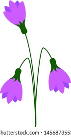 Purple snowdrops, illustration, vector on white background