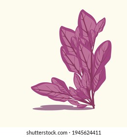 purple spinach. purple spinach vector and illustration. vegetables