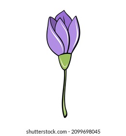 purple spring crocus flower hand drawn in cartoon style for card design