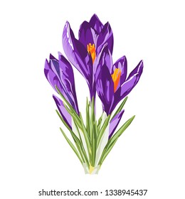 Purple spring crocus flowers bouquet on white background. Isolated elements for your design.