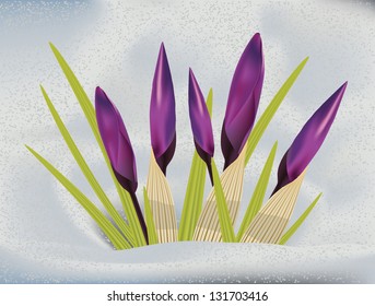 Purple spring crocus flowers in the snow background.