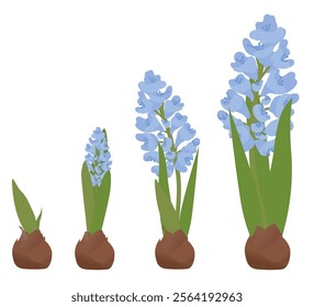 Purple spring flower. Botanical vector illustration. Hyacinth flower.