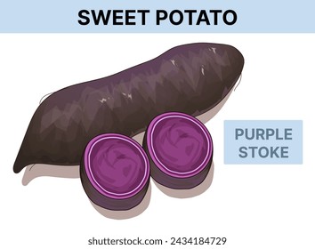 Purple stoke sweet potato. Vector illustration isolated on white. 