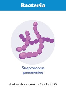 Purple Streptococcus pneumoniae bacteria shown in a flat medical diagram style on a white background with blue header, concept of microbiology and disease. Vector illustration