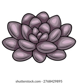 Purple succulent plant vector illustration, stylized geometric arrangement of fleshy leaves.