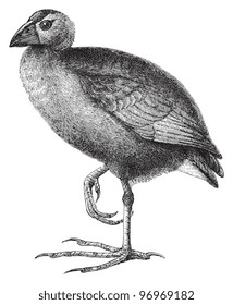 Purple Swamphen (Porphyrio porphyrio) / vintage illustration from Meyers Konversations-Lexikon 1897