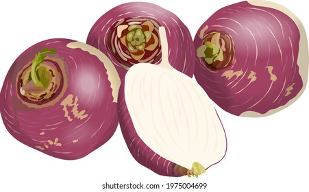 Purple top white globe turnips for banners, flyers. Whole turnip, half turnip. Fresh organic and healthy, diet and vegetarian vegetables. Vector illustration isolated on white background