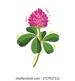 Clover Flower Hd Stock Images Shutterstock