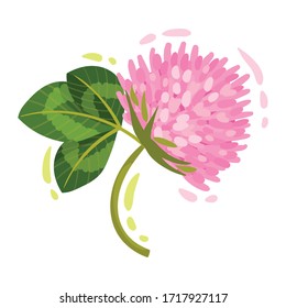 Purple Trifolium or Clover Flower Head on Green Stem with Trifoliate Leaves Vector Illustration